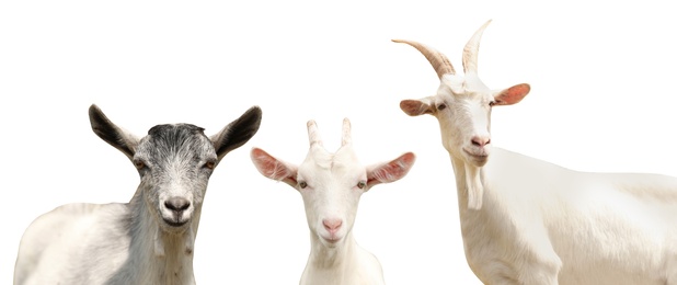 Image of Set with cute goats on white background, banner design. Animal husbandry