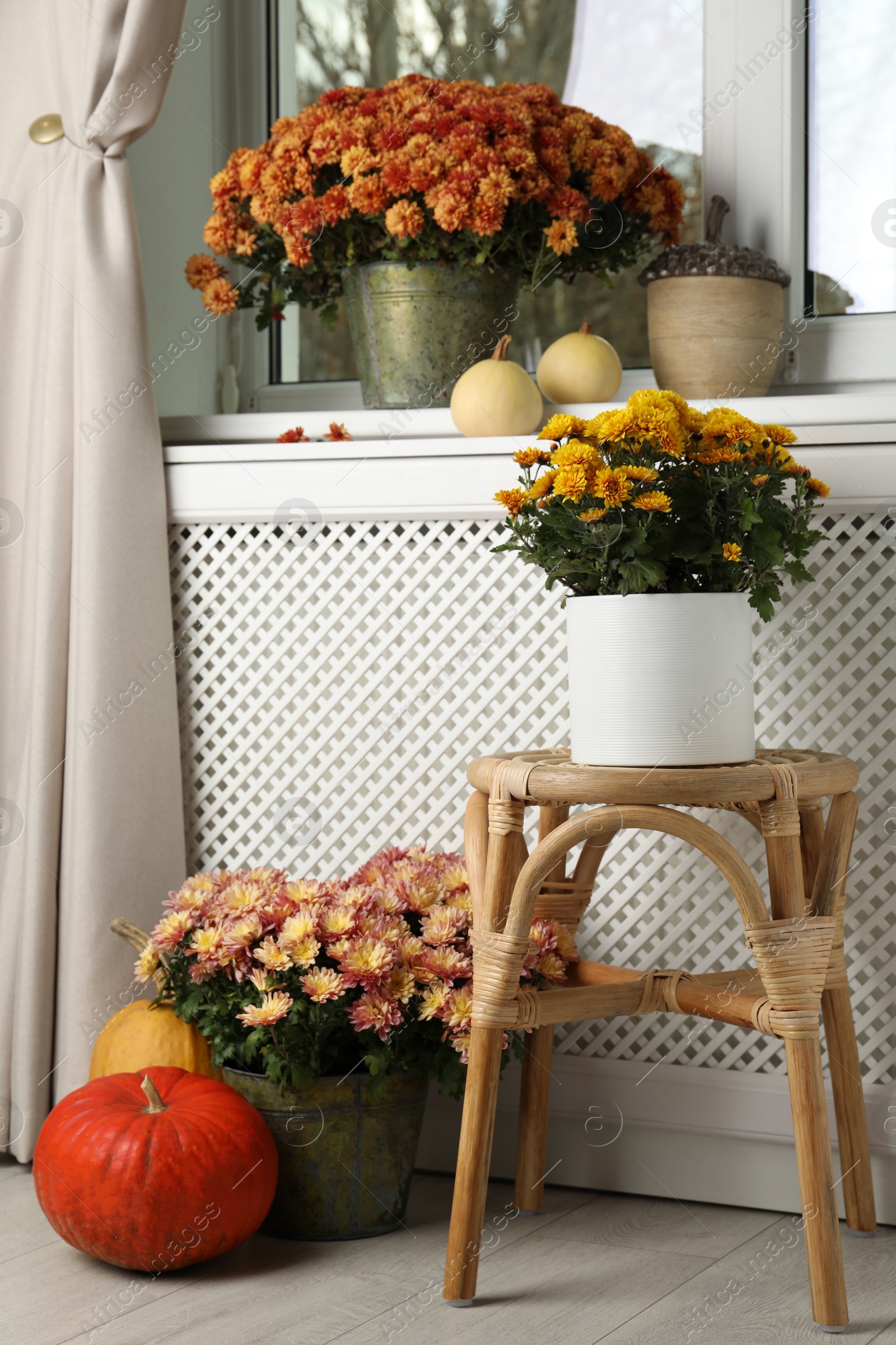 Photo of Beautiful potted chrysanthemum flowers and decor in room