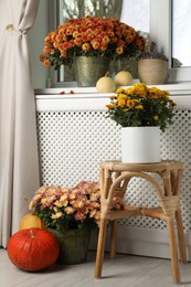 Beautiful potted chrysanthemum flowers and decor in room