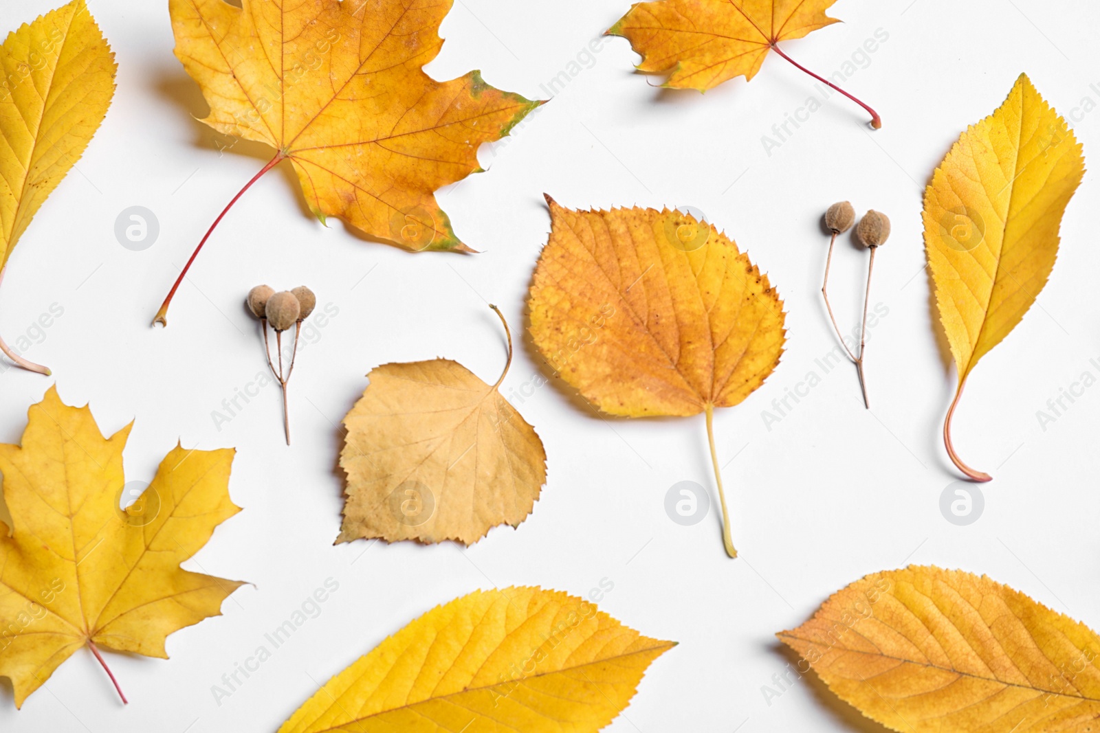 Photo of Flat lay composition with autumn leaves on white background