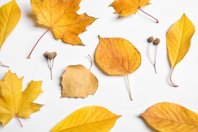 Photo of Flat lay composition with autumn leaves on white background