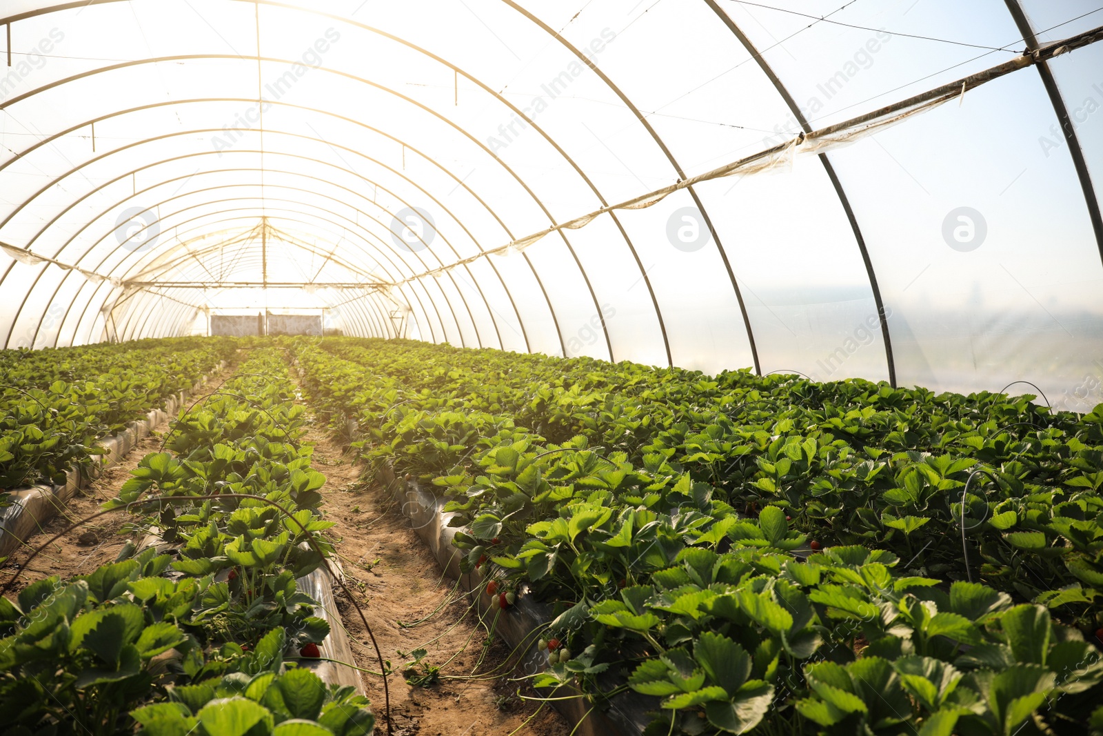 Photo of Rows of strawberry seedlings growing in greenhouse