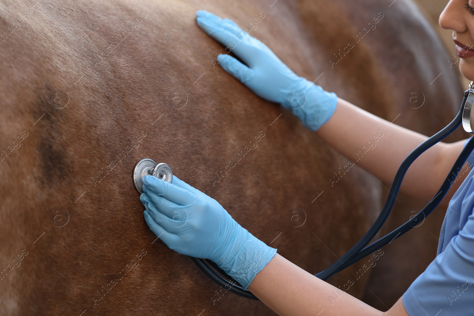 Photo of Veterinarian listening to horse with stethoscope, closeup. Pet care