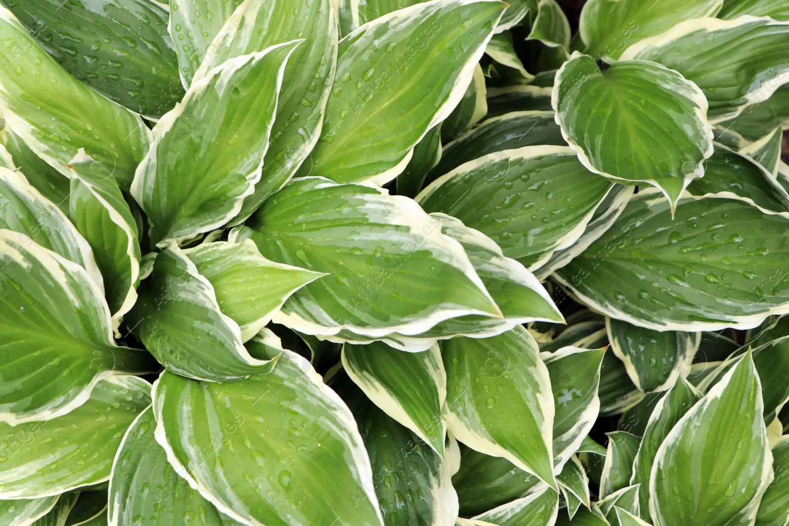 Photo of Beautiful dieffenbachia with wet green leaves as background