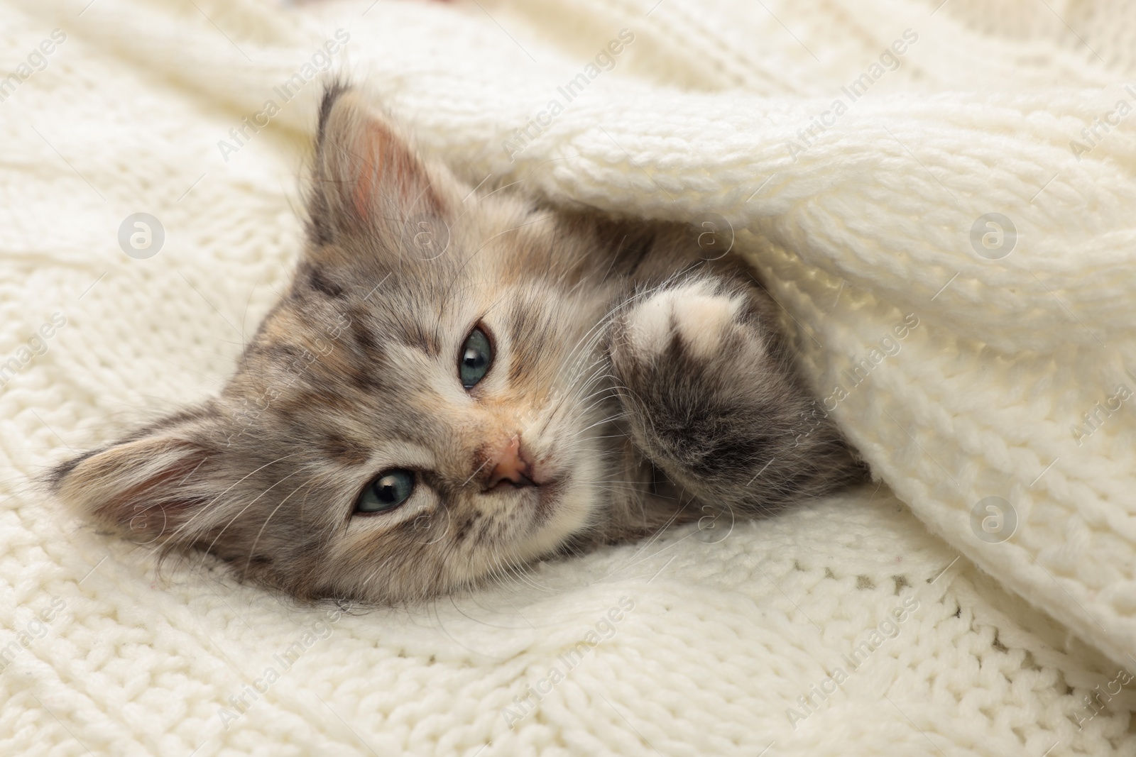 Photo of Cute kitten in white knitted blanket. Baby animal