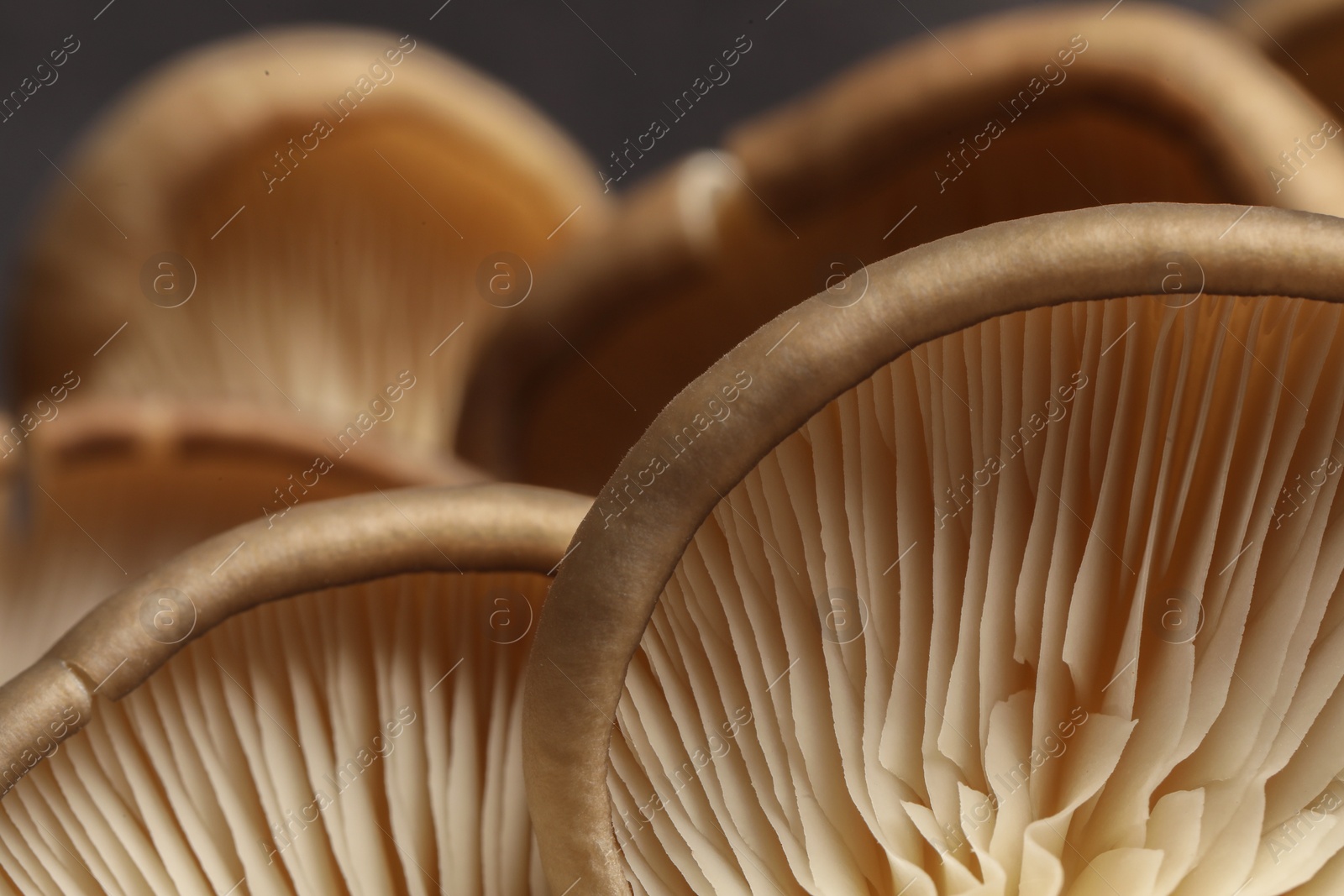 Photo of Fresh oyster mushrooms on dark background, macro view