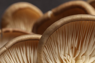 Fresh oyster mushrooms on dark background, macro view