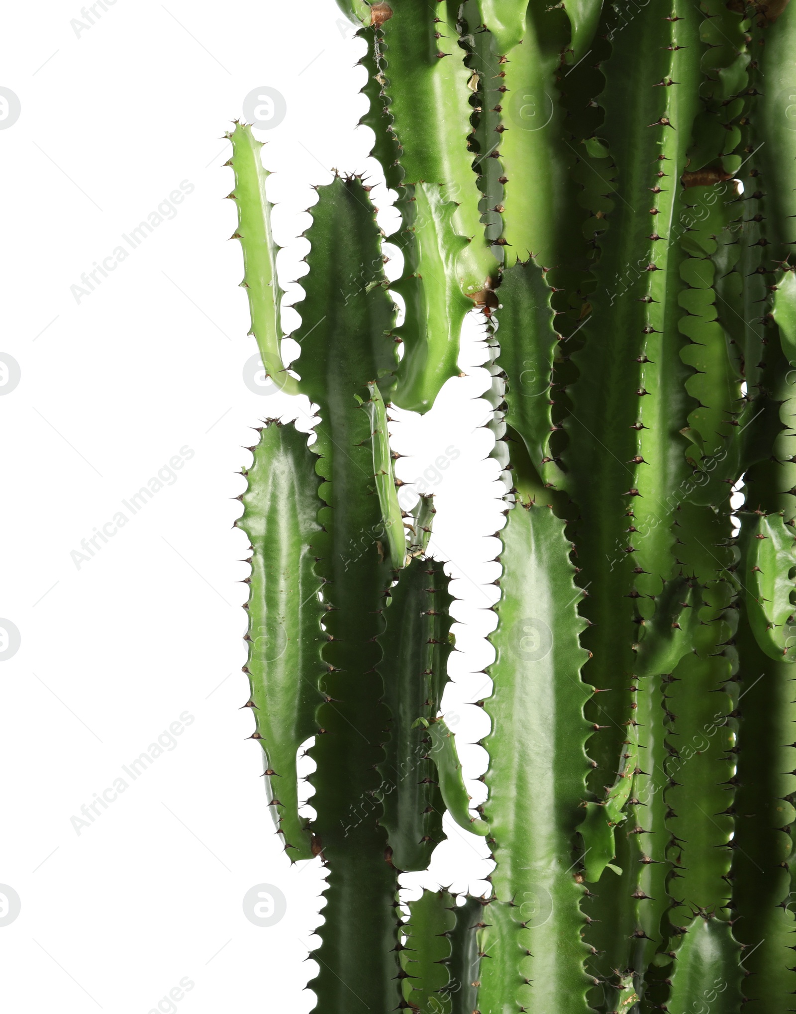 Photo of Beautiful cactus on white background. Tropical plant