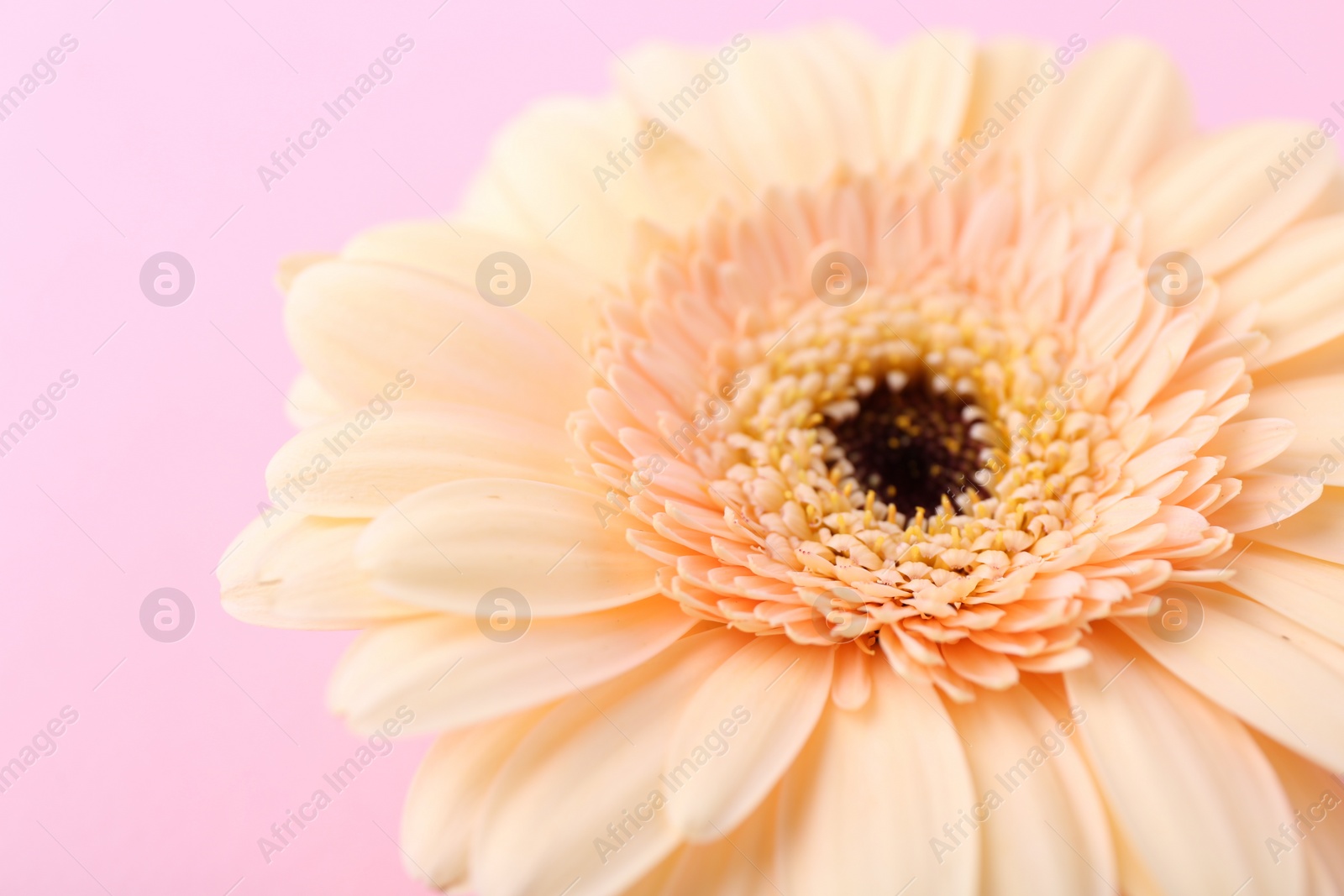 Photo of One beautiful tender gerbera flower on pink background, closeup