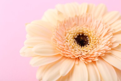 One beautiful tender gerbera flower on pink background, closeup