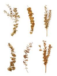 Image of Set of different eucalyptus branches coated in gold paint on white background