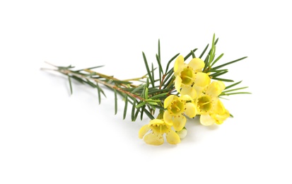 Branch of tea tree with flowers on white background. Natural essential oil