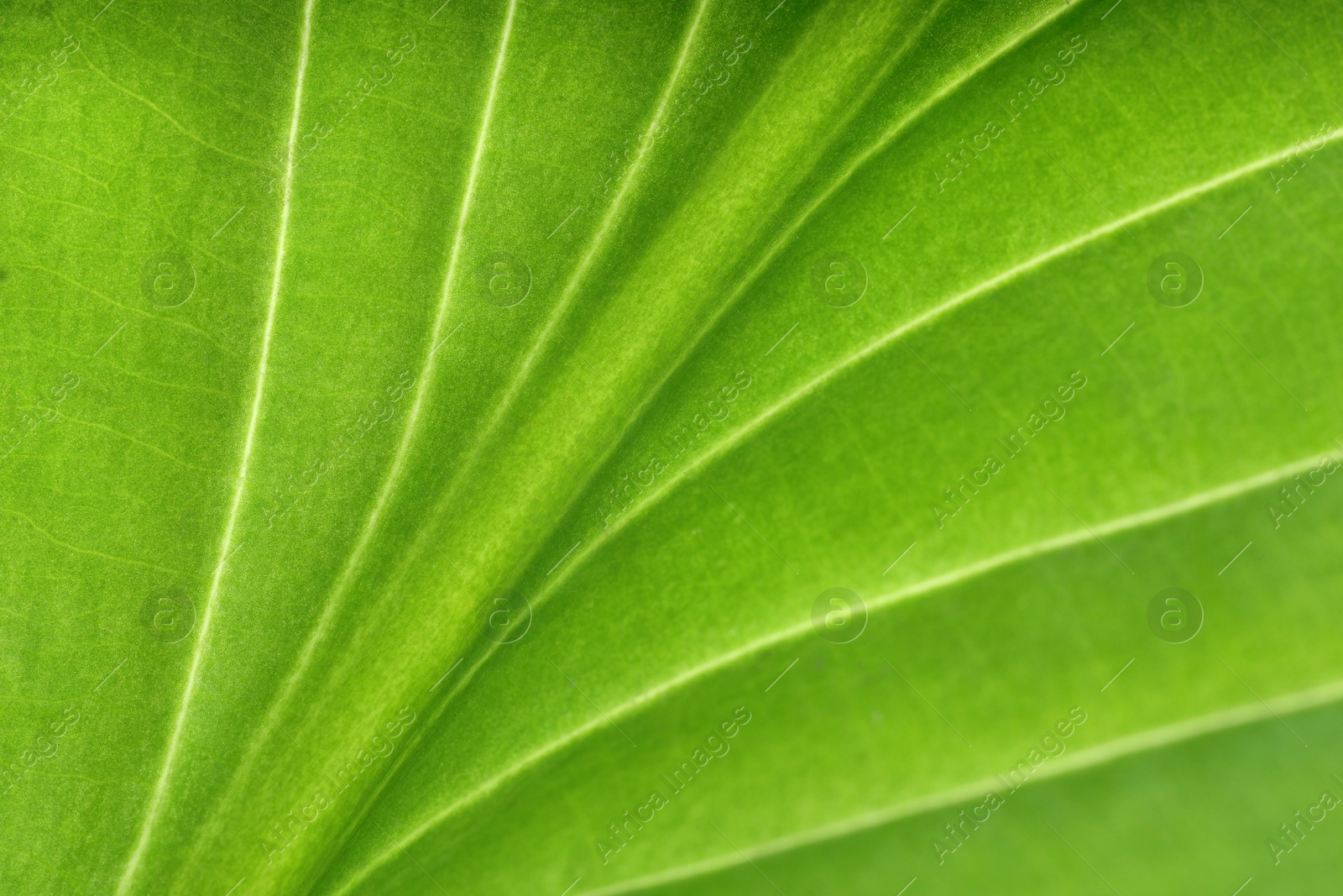 Photo of Macro photo of green leaf as background