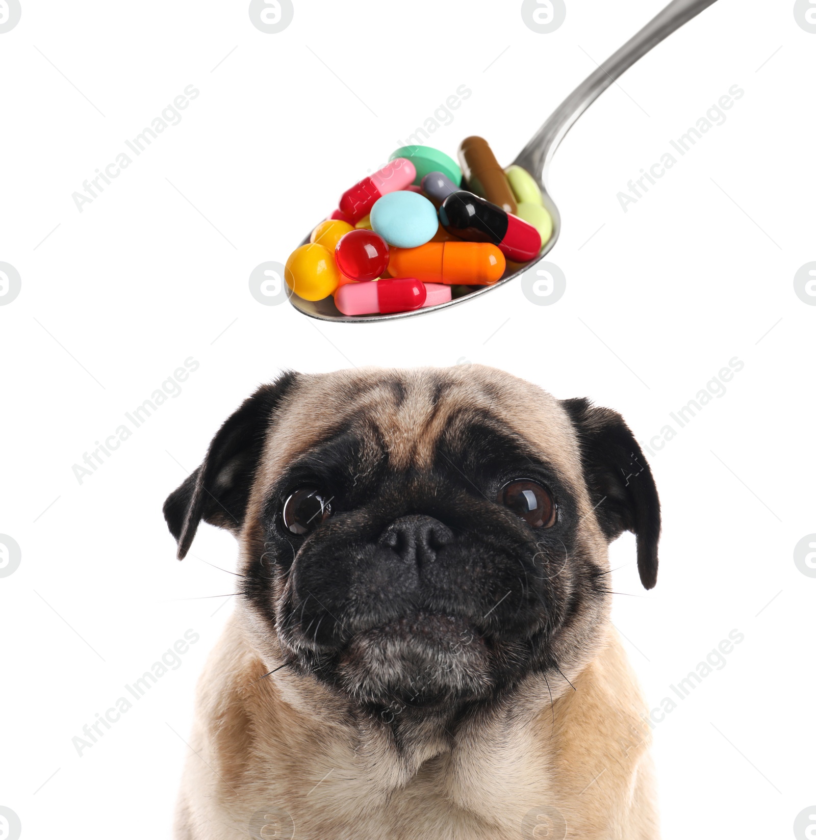 Image of Vitamins for pets. Cute dog and spoon with different pills on white background