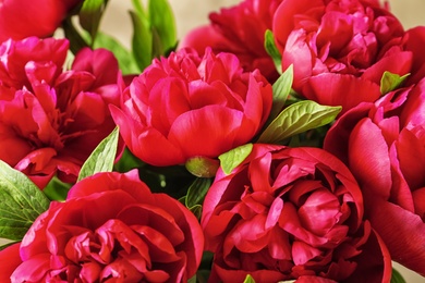 Photo of Beautiful blooming peony flowers as background, closeup