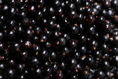 Many ripe blackcurrants as background, closeup view