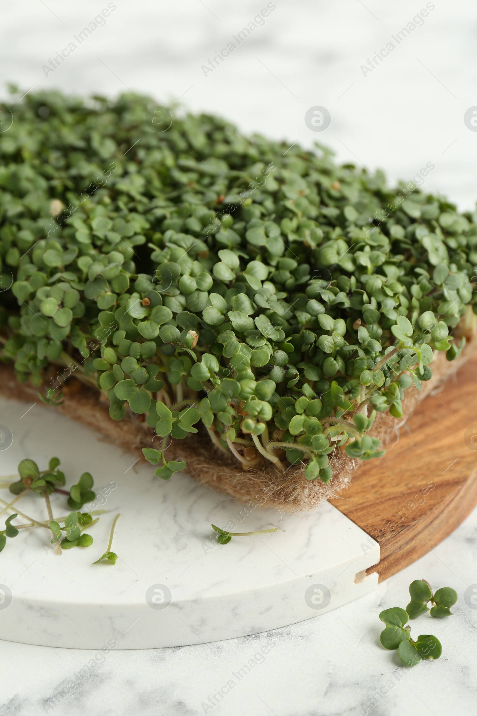 Photo of Fresh daikon radish microgreen on white marble table, closeup