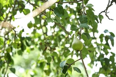 Pear tree with fruits on sunny day