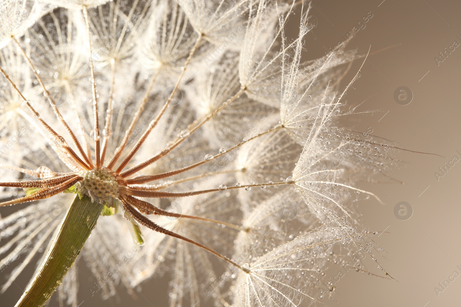 Photo of Dandelion seed head with dew drops on grey background, close up