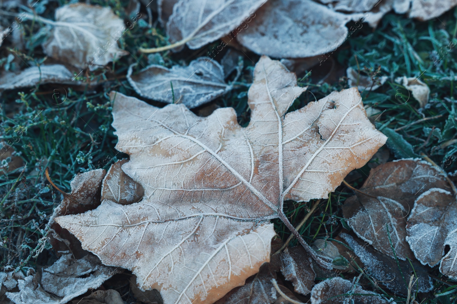 Photo of Beautiful fallen leaves and grass covered with hoarfrost, closeup