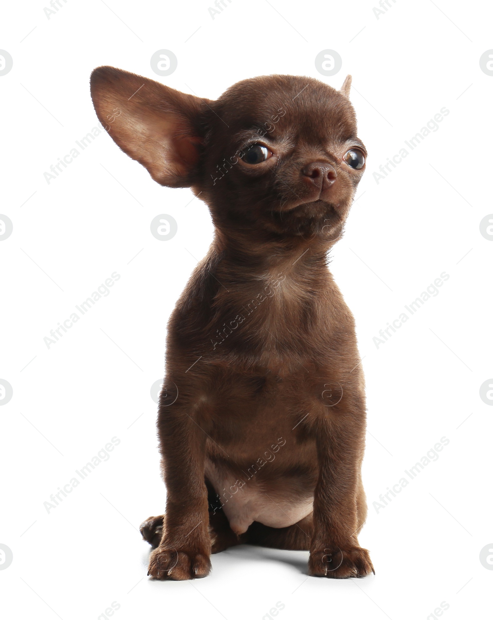 Photo of Cute small Chihuahua dog on white background