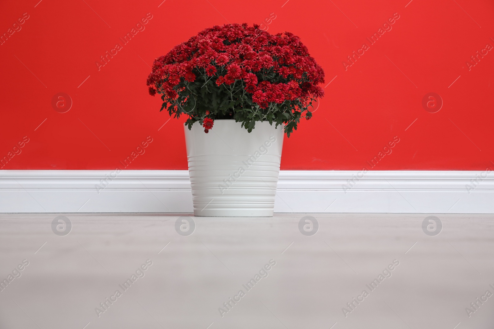 Photo of Pot with beautiful chrysanthemum flowers on floor against red wall