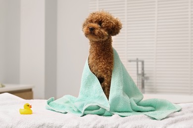 Photo of Cute Maltipoo dog wrapped in towel and rubber duck in bathroom. Lovely pet