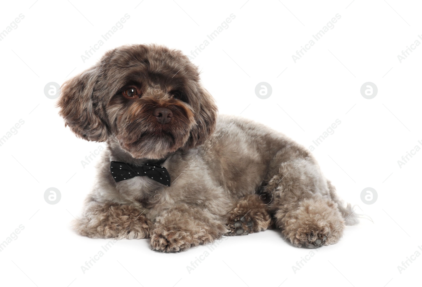 Photo of Cute Maltipoo dog with bow tie on white background. Lovely pet