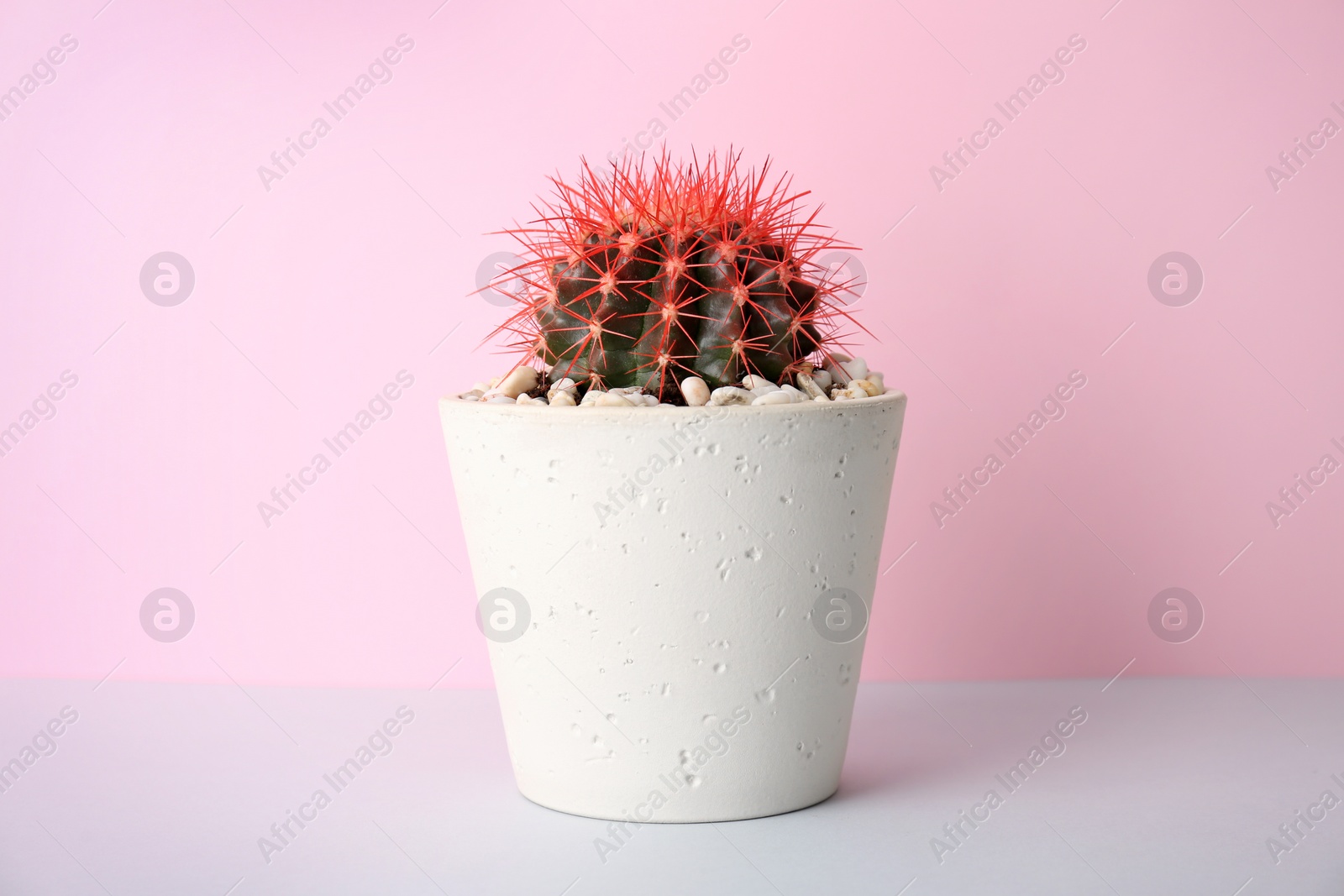 Photo of Beautiful cactus on table against color background