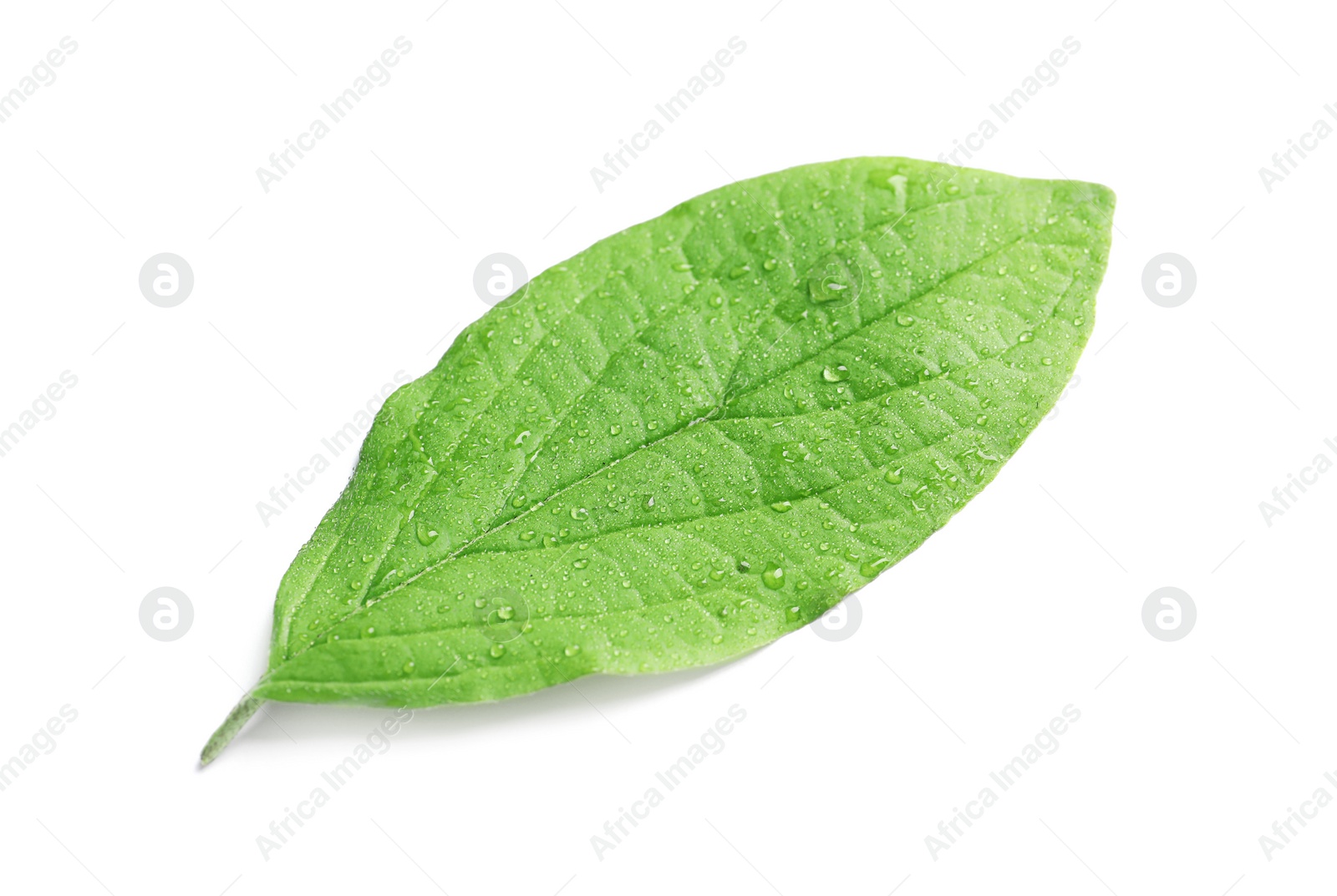 Photo of Beautiful spring green leaf on white background