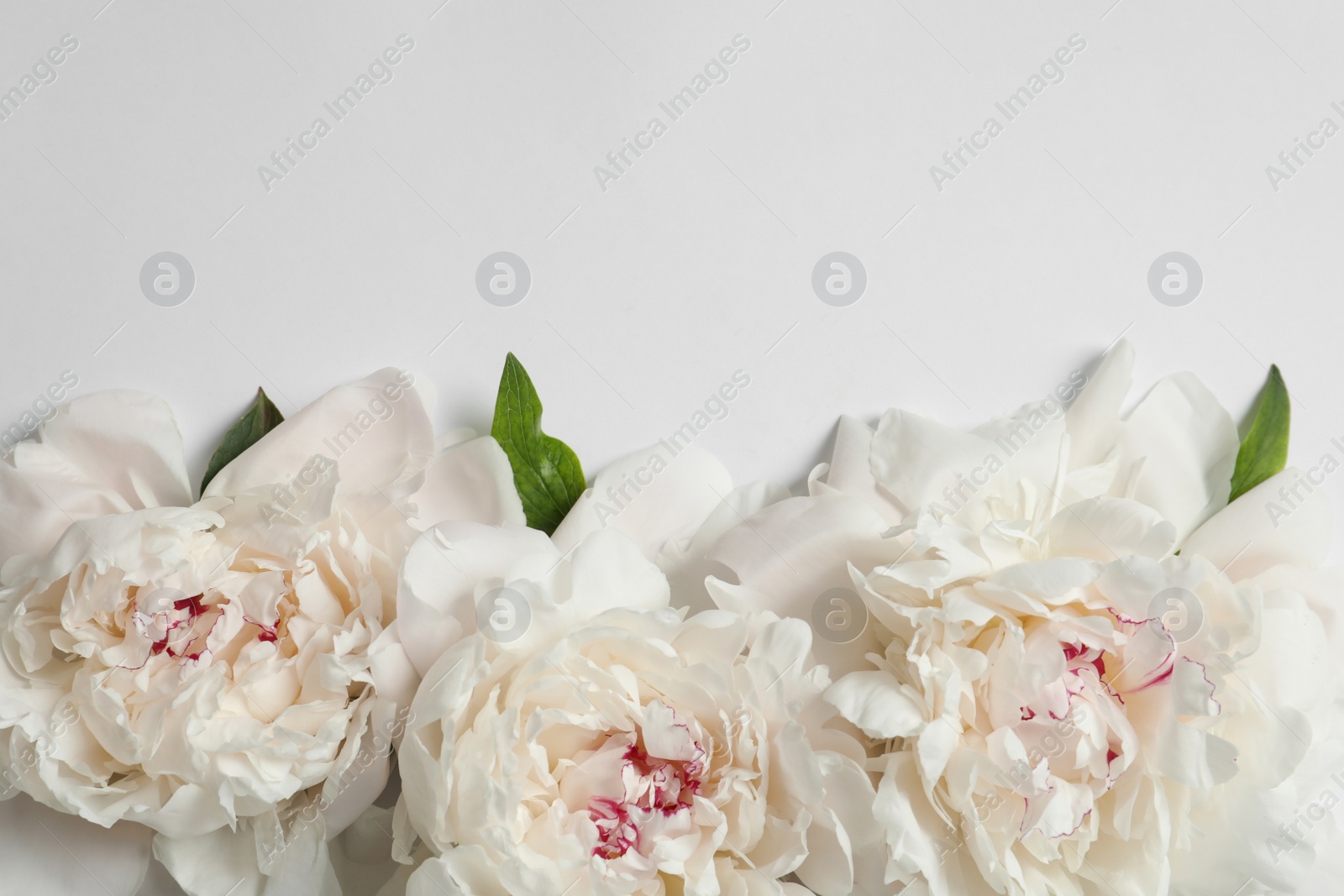 Photo of Beautiful blooming peony flowers on white background, top view