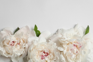 Photo of Beautiful blooming peony flowers on white background, top view