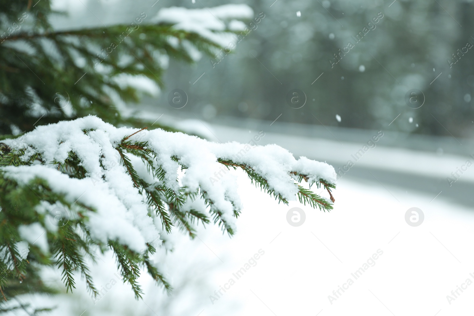 Photo of Closeup view of fir tree covered with snow outdoors on winter day. Space for text