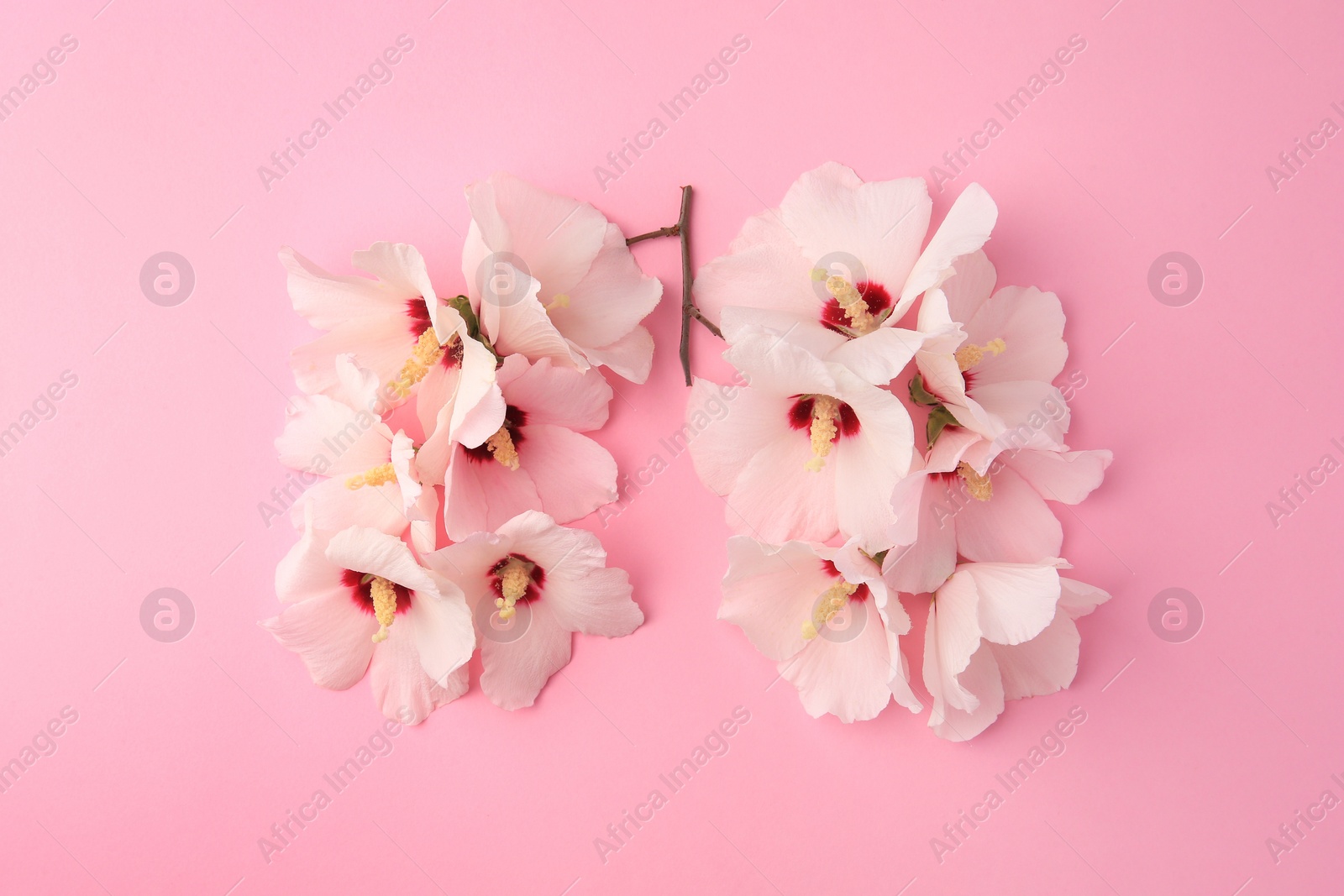 Photo of Human lungs made of white flowers on pink background, flat lay