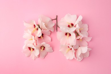 Human lungs made of white flowers on pink background, flat lay