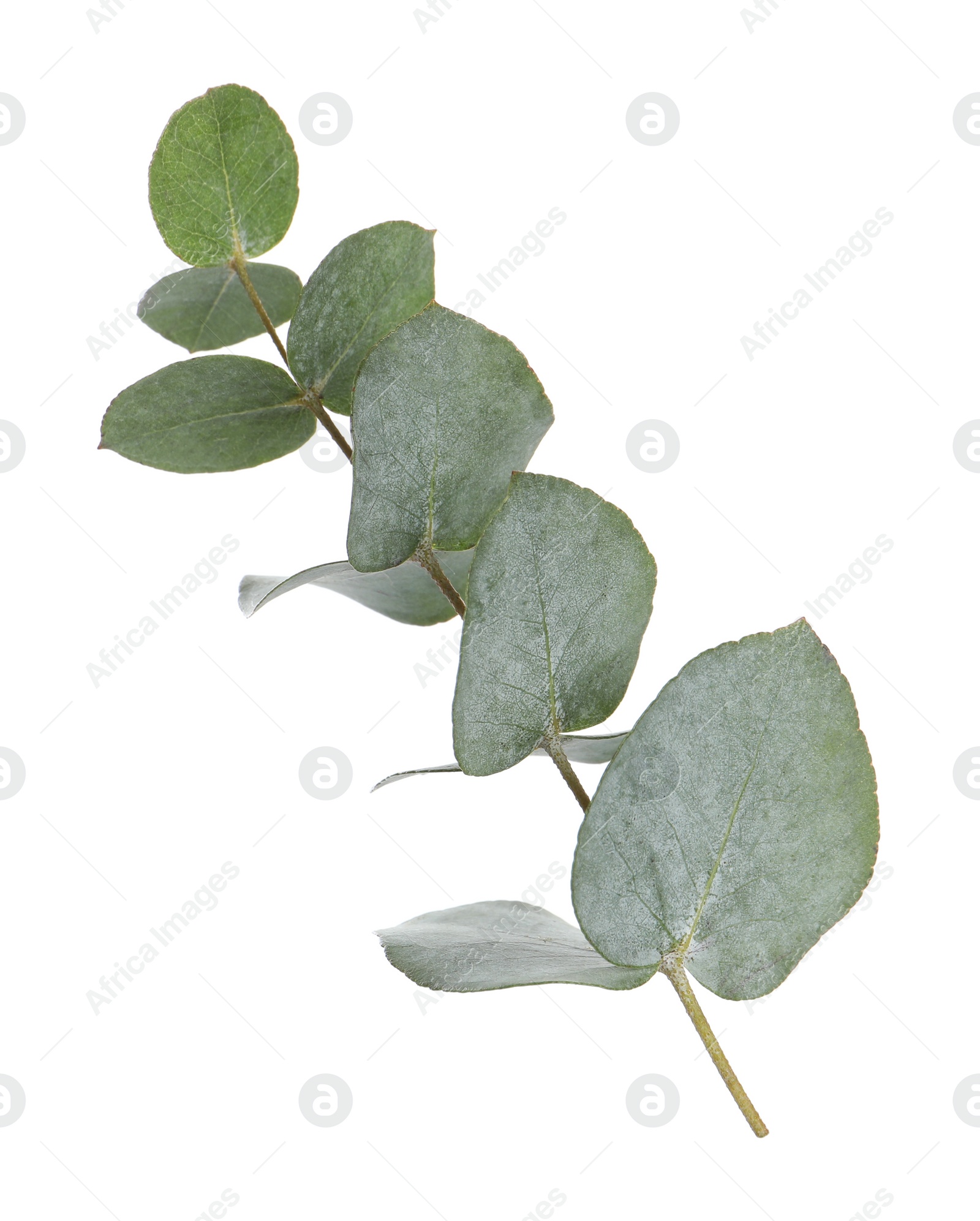 Photo of Eucalyptus branch with fresh leaves isolated on white