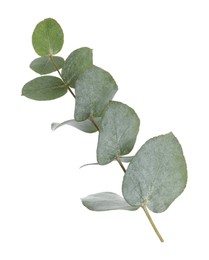 Photo of Eucalyptus branch with fresh leaves isolated on white