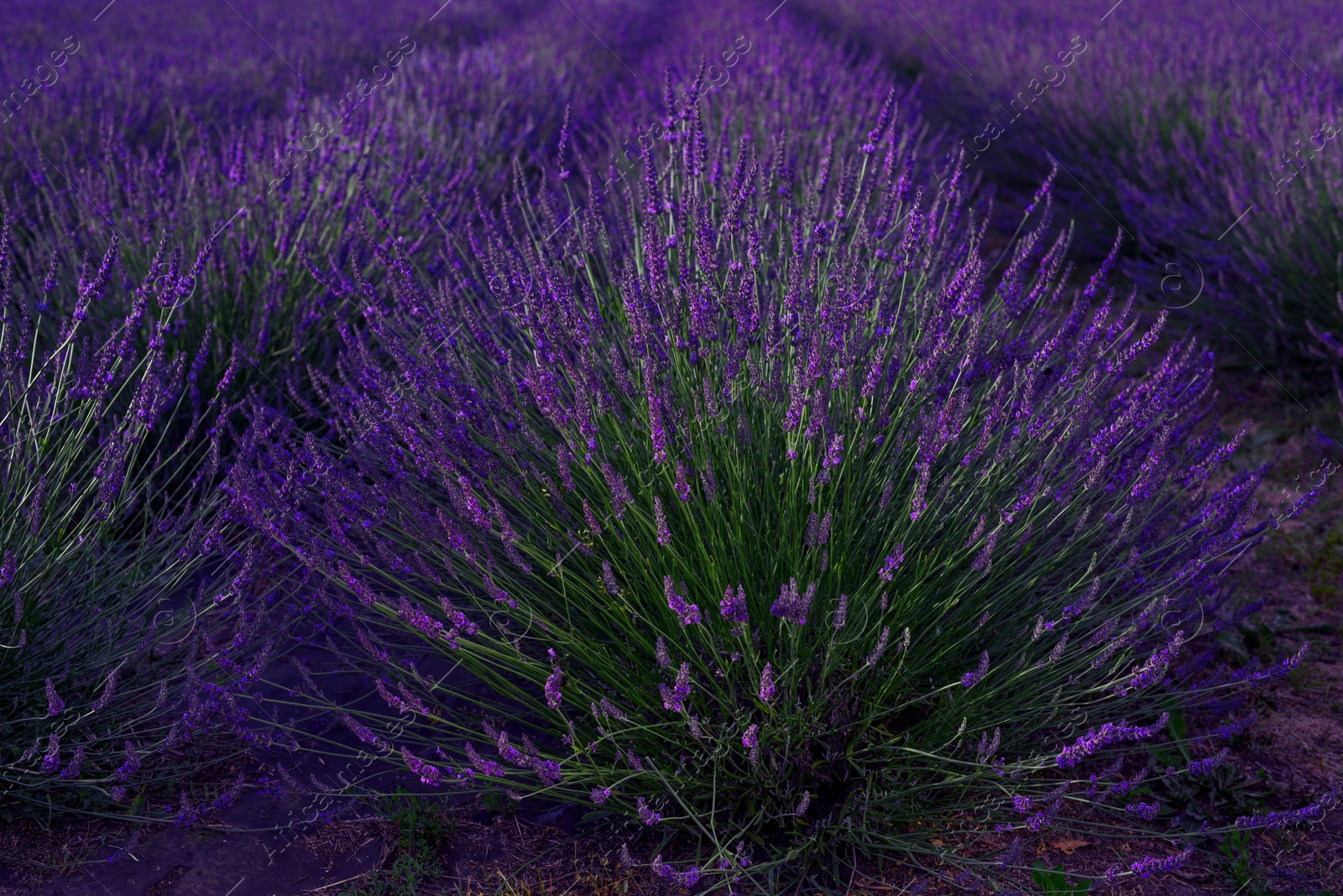 Photo of Beautiful blooming lavender plants growing in field