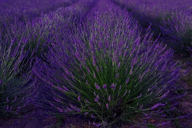 Beautiful blooming lavender plants growing in field