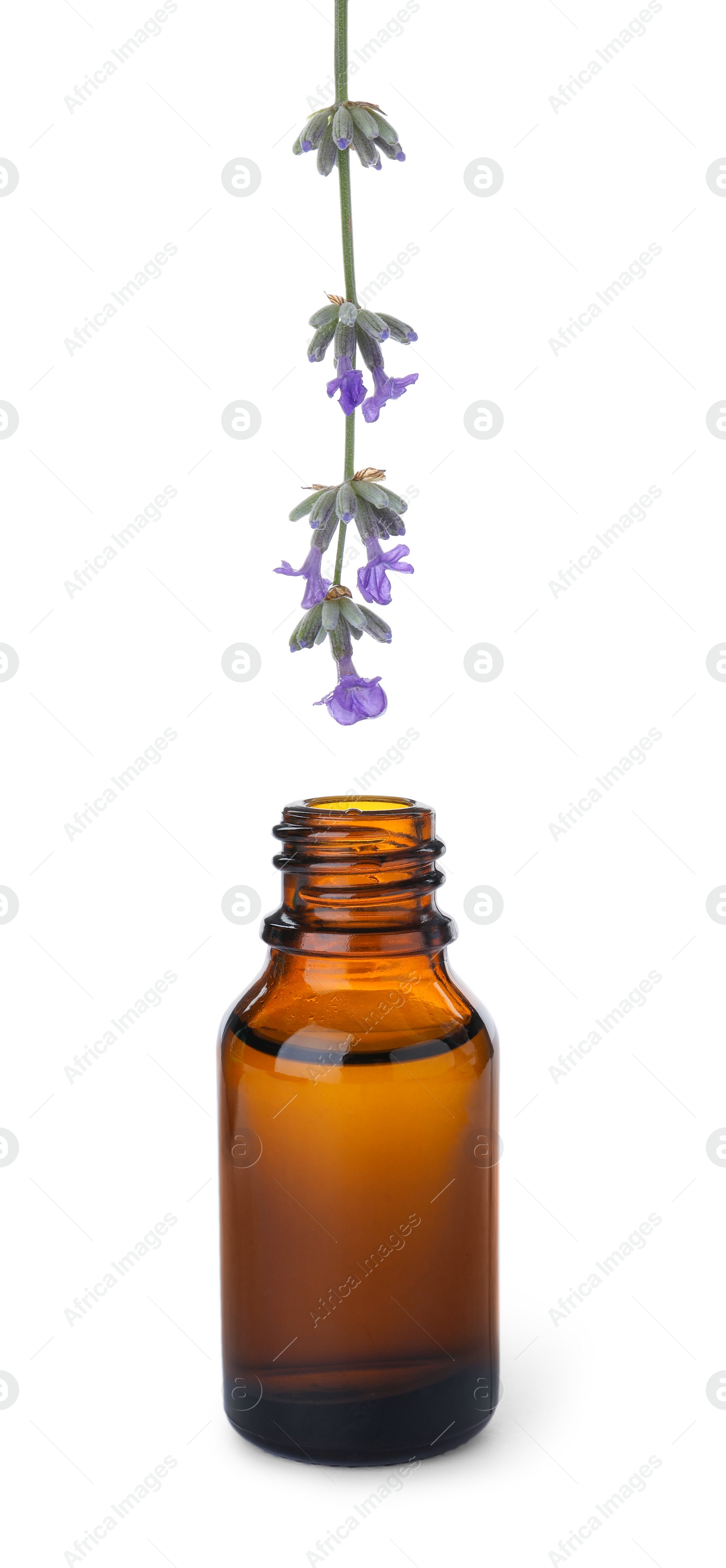 Photo of Dripping essential oil from lavender flower into bottle isolated on white
