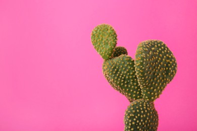 Photo of Beautiful green Opuntia cactus on pink background. Space for text