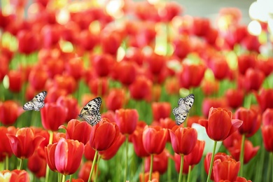 Image of Beautiful butterflies and blossoming tulips outdoors on sunny spring day