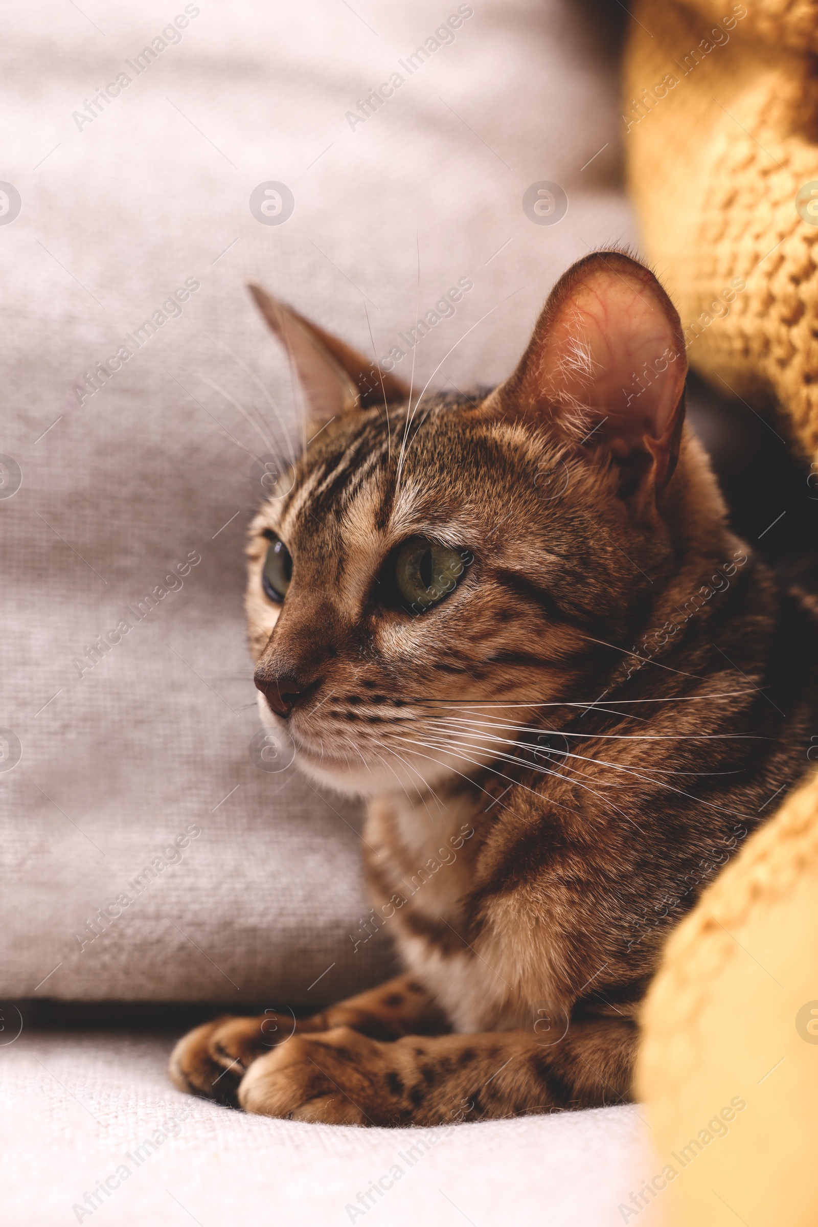 Photo of Cute Bengal cat lying on sofa at home, closeup. Adorable pet