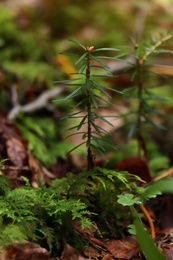 Fresh green fern plants in dark forest