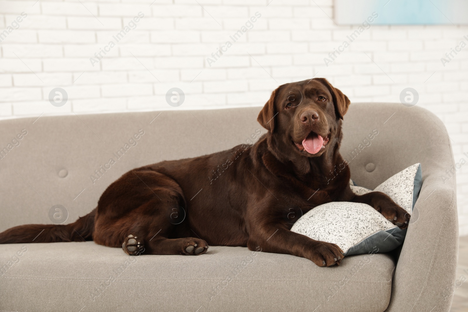 Photo of Chocolate labrador retriever on cozy sofa indoors