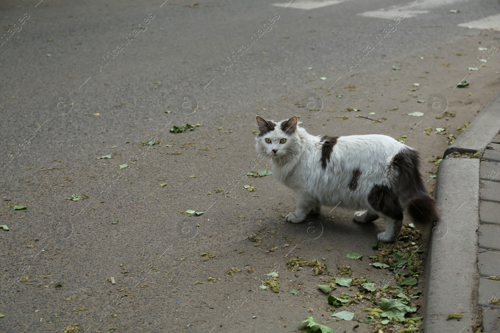 Photo of Lonely stray cat walking on asphalt road outdoors, space for text