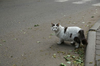 Lonely stray cat walking on asphalt road outdoors, space for text