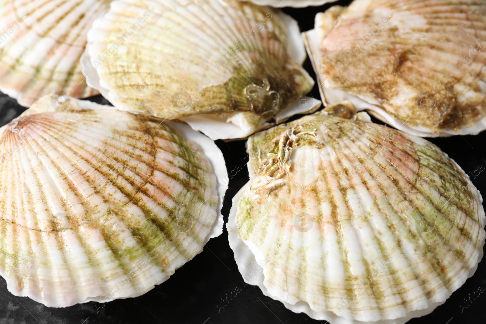 Photo of Fresh raw scallops in shells on black table, closeup