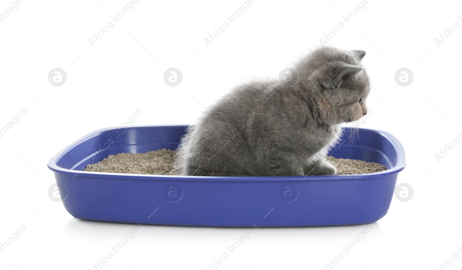 Cute British Shorthair kitten in litter box on white background Stock