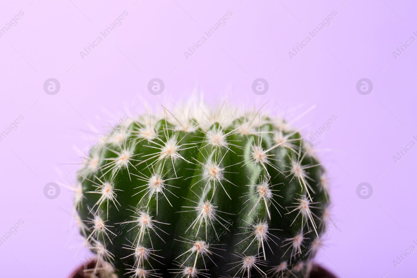 Photo of Beautiful green cactus on violet background, closeup. Tropical plant